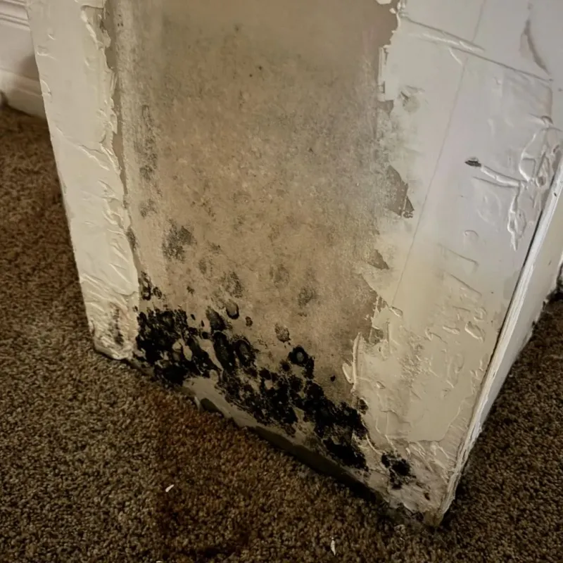 Professional Mold Removal in Elmendorf, TX